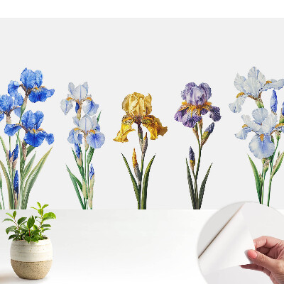 Flori de iris colorate pe fundal alb