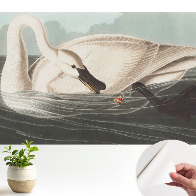 O lebădă la suprafața apei