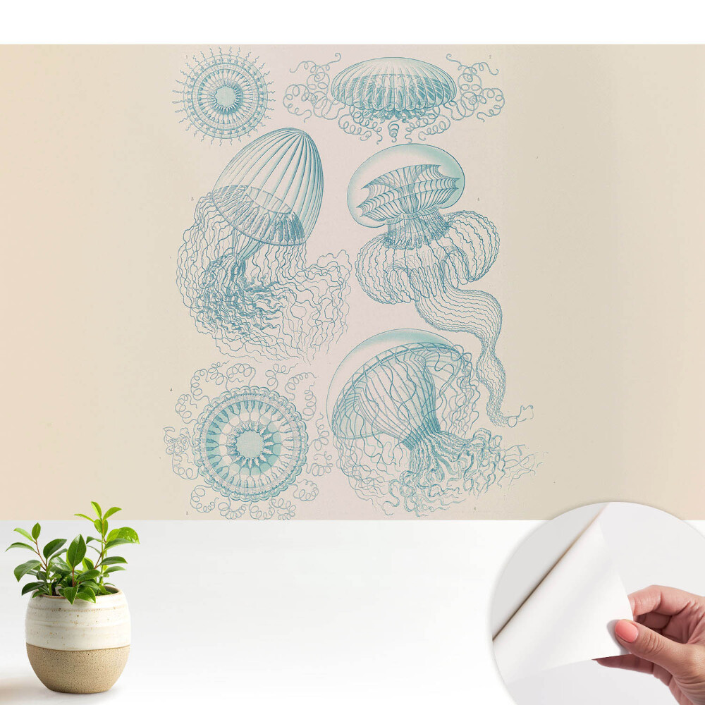 Desene subtile cu meduze marine