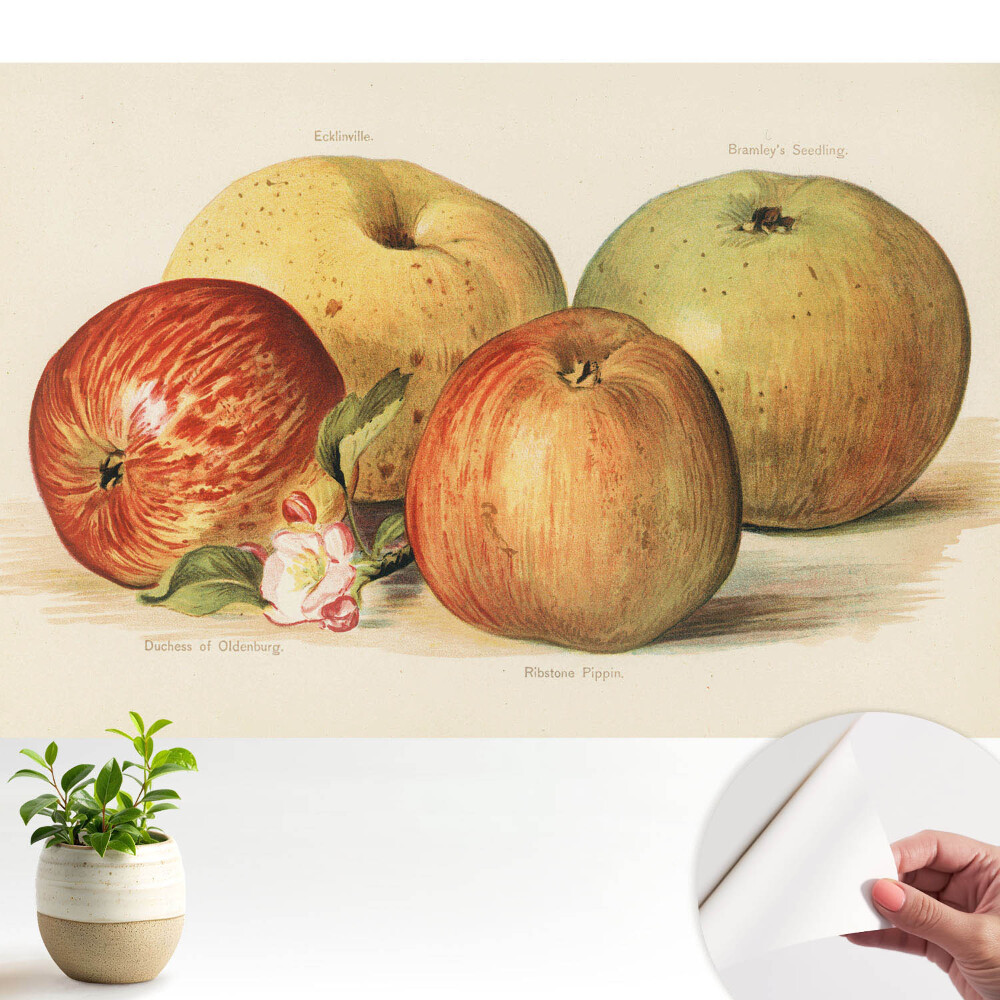 Patru mere în stil clasic, floare de măr