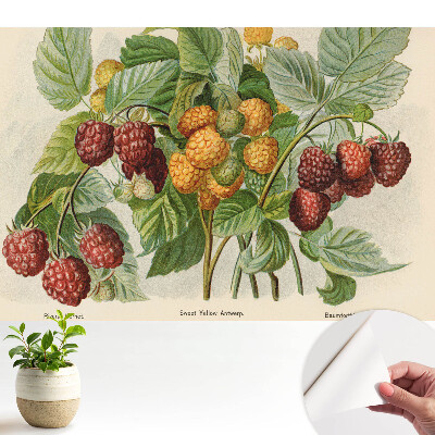 Zmeură reprezentată într-o ilustrație botanică