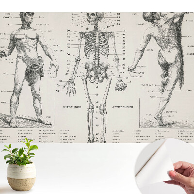 Ilustrații anatomice în stil retro