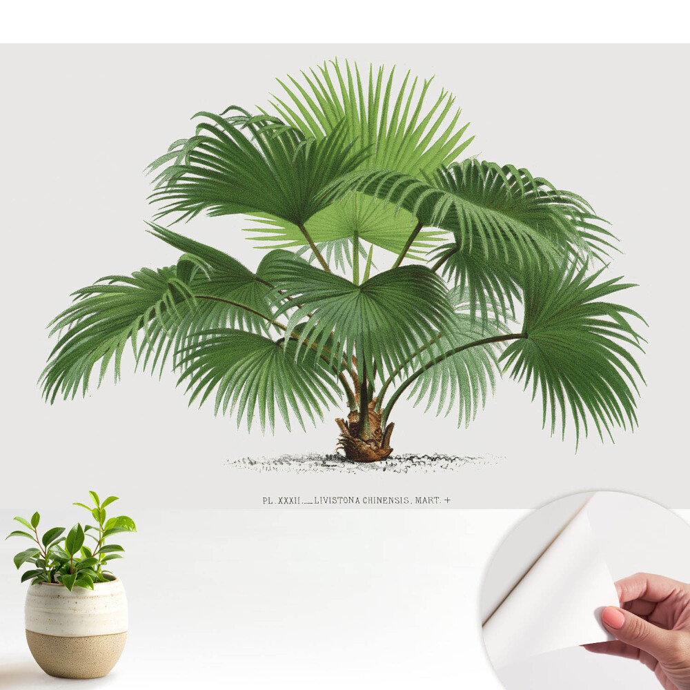 Eleganța clasică a palmierului