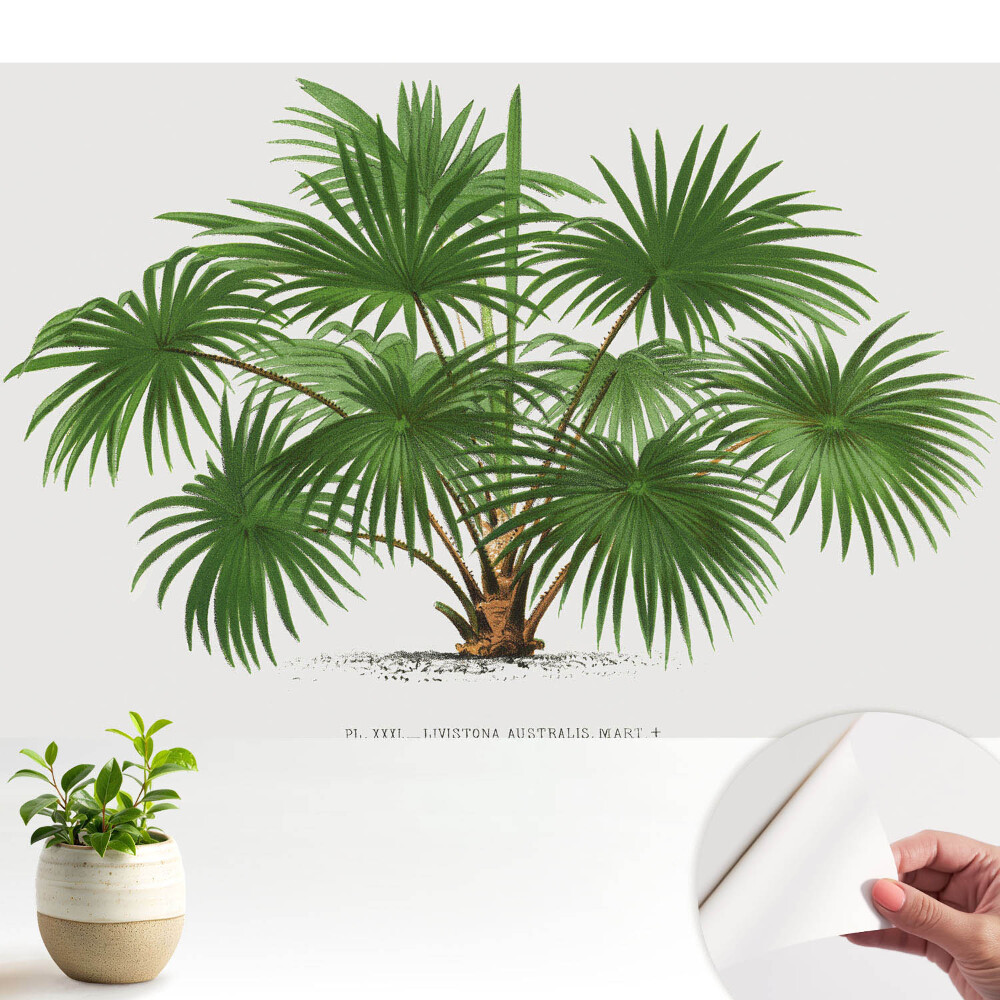 Compoziție simetrică cu palmier verde