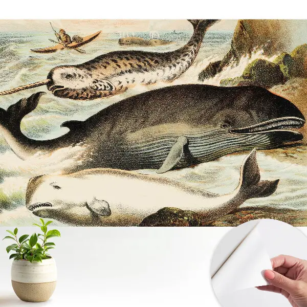 Ilustrație clasică a cetaceelor cu narval