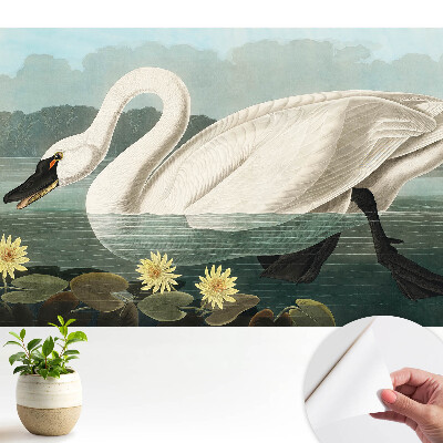 Lebădă elegantă și nuferi frumusețe clasică