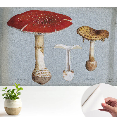 Ilustrație clasică cu ciuperci