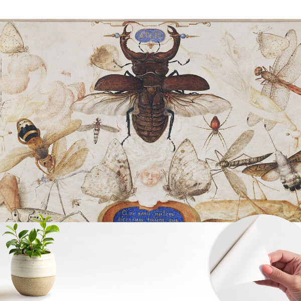 Insecte fluturi păianjen simetrie clasică