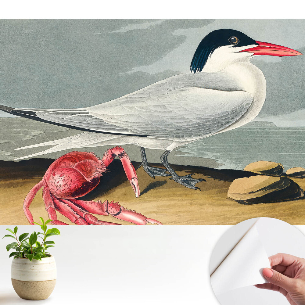 Pasăre și crab, un duet clasic al naturii