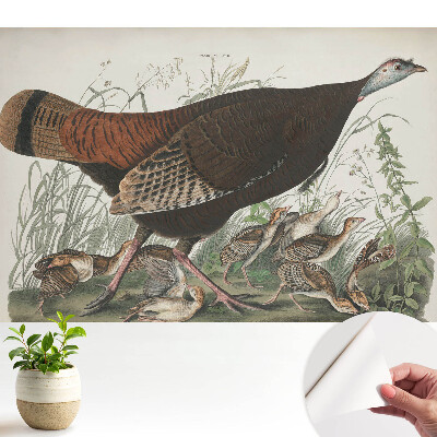 Ilustrație cu curcan sălbatic natural