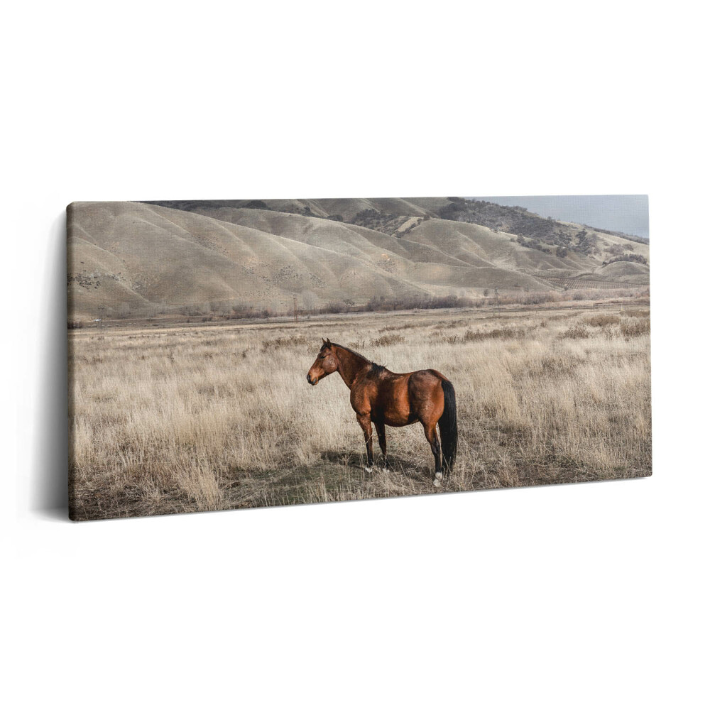 Tablou tipărite pe pânză 100x50 Armăsar în iarbă