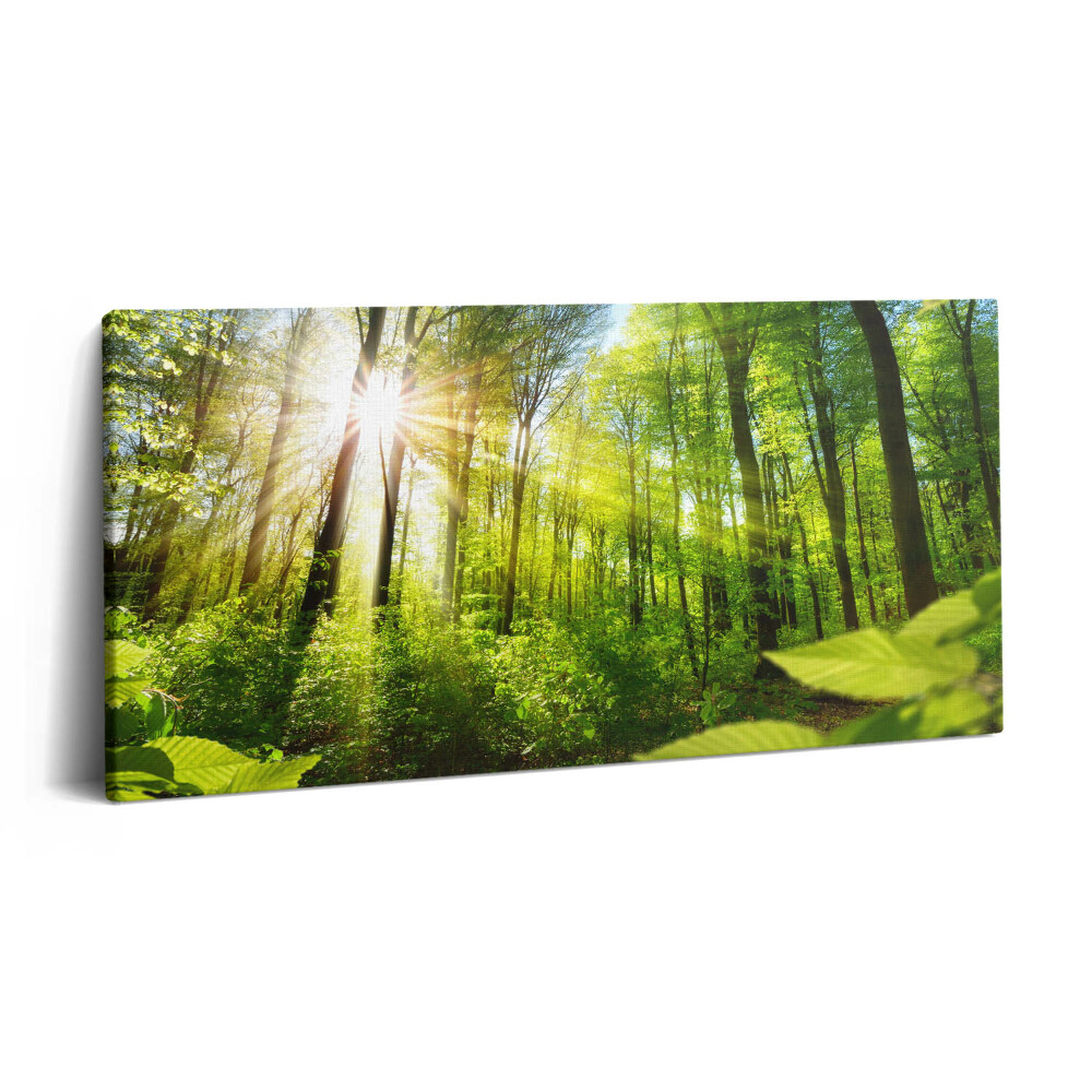Tablou tipărite pe pânză 100x50 Razele soarelui în pădure