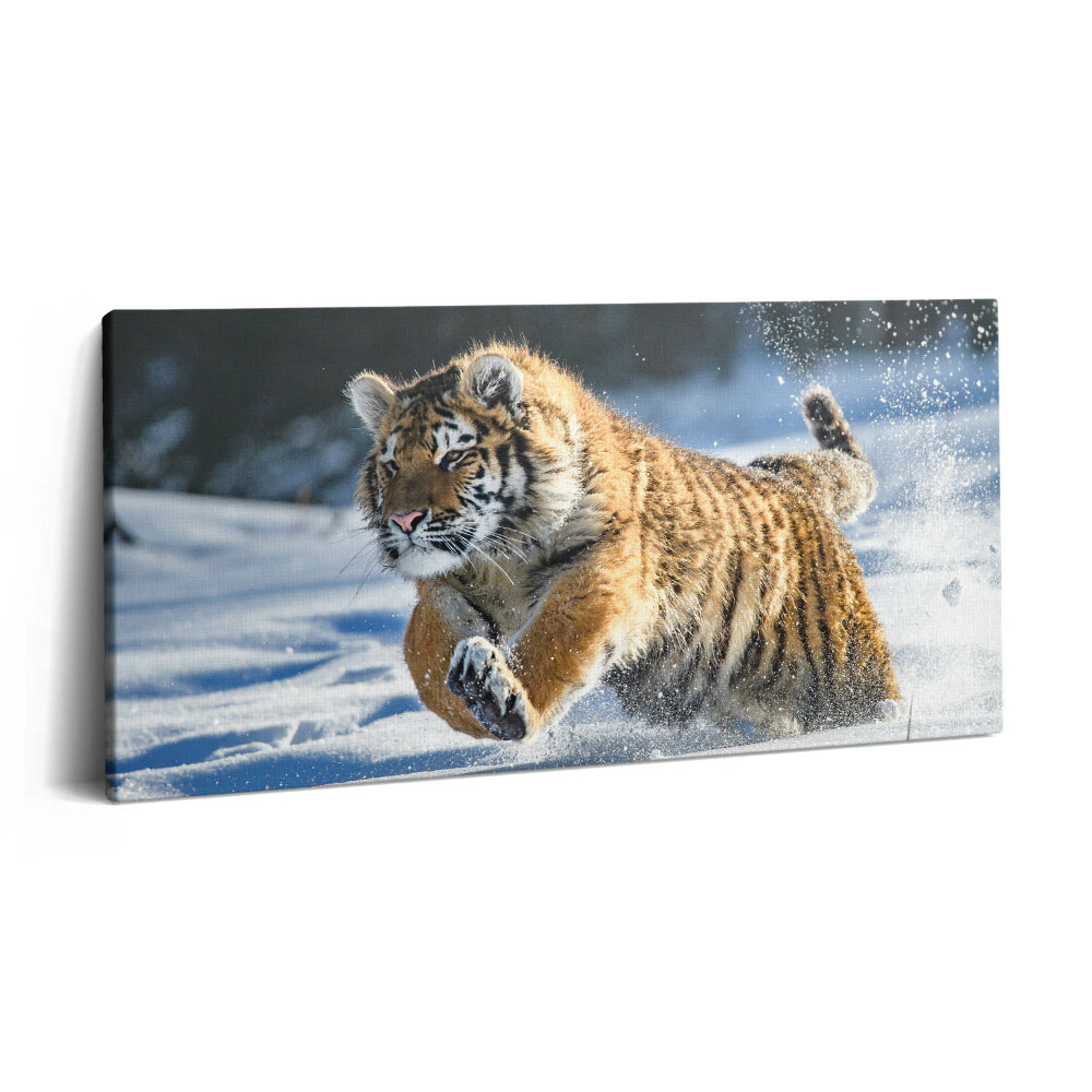 Tablou tipărite pe pânză 100x50 Tigru pufos în zăpadă