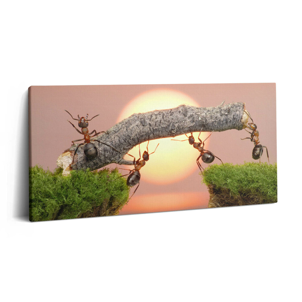 Tablou tipărite pe pânză 100x50 Furnici pe un trunchi de copac