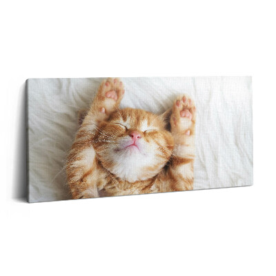 Tablou tipărite pe pânză 100x50 Pisicuță adormită