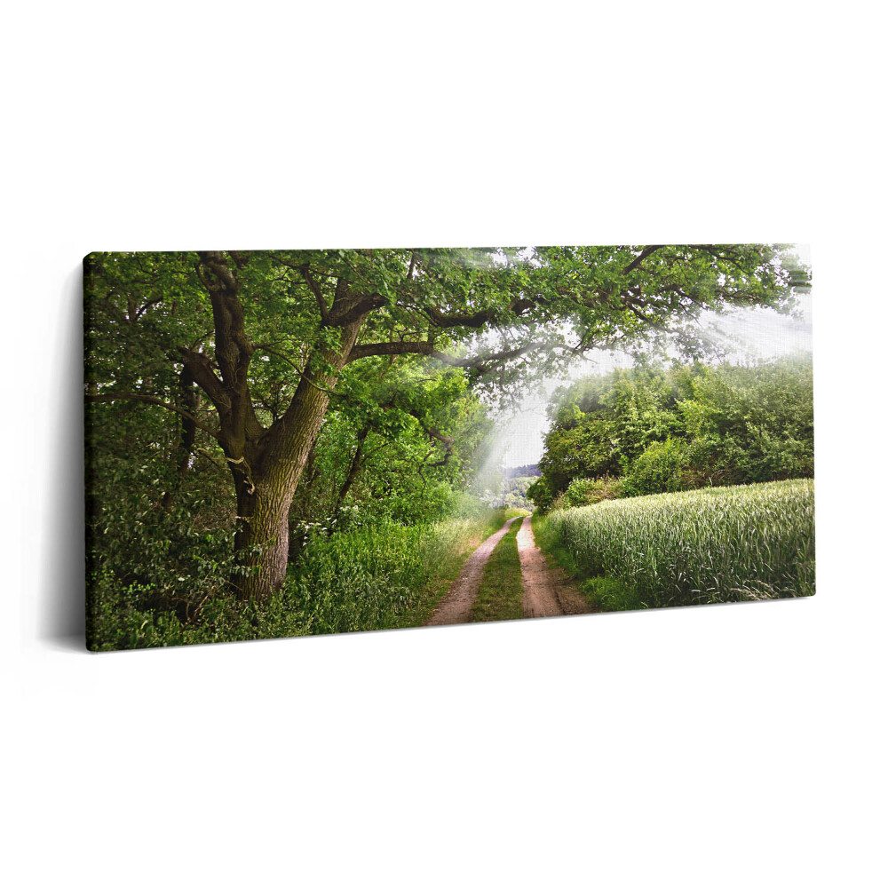 Imprimare tablou canvas 120x60 Căi printre copaci și raze de soare