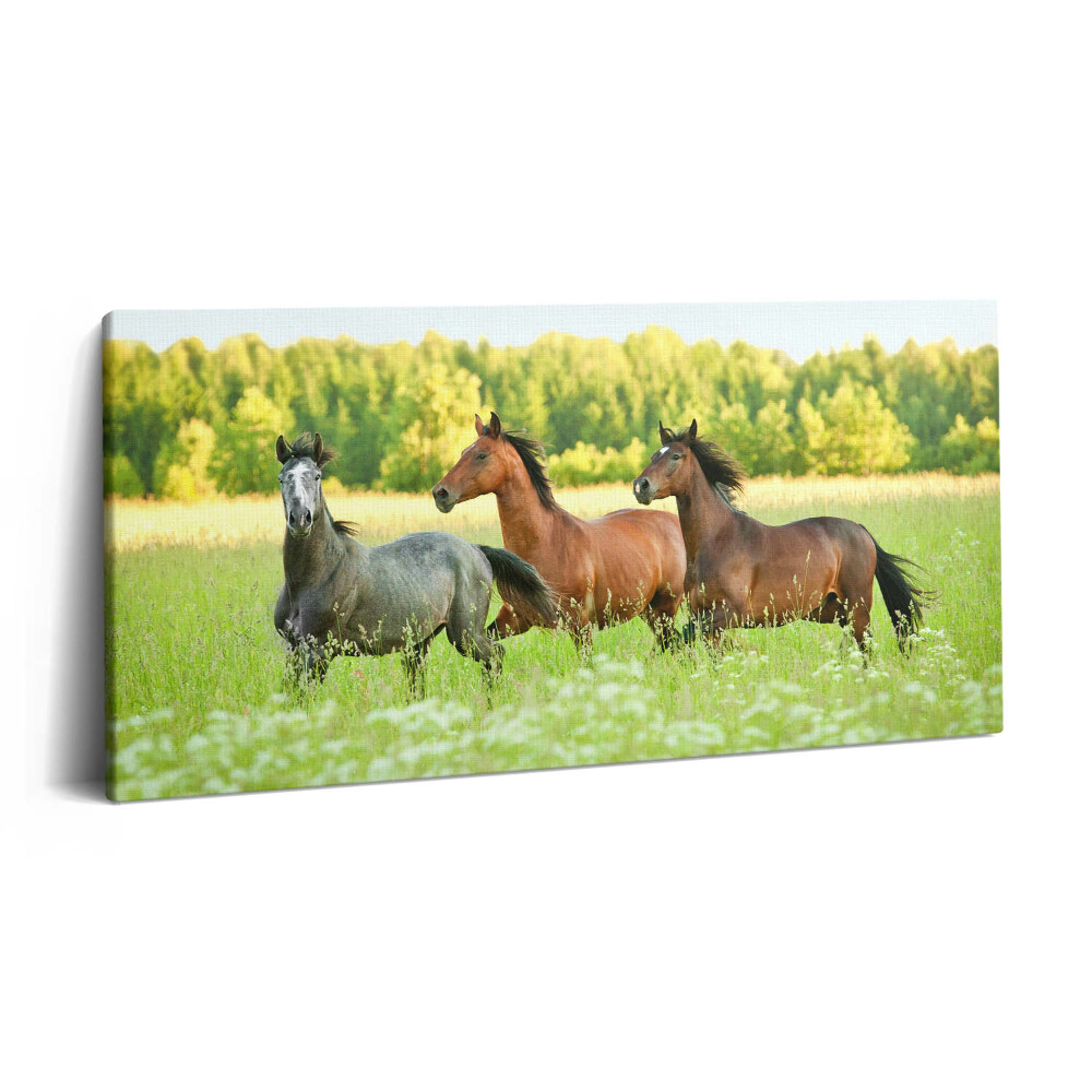 Imprimare tablou canvas 120x60 Cai armăsari în pajiște