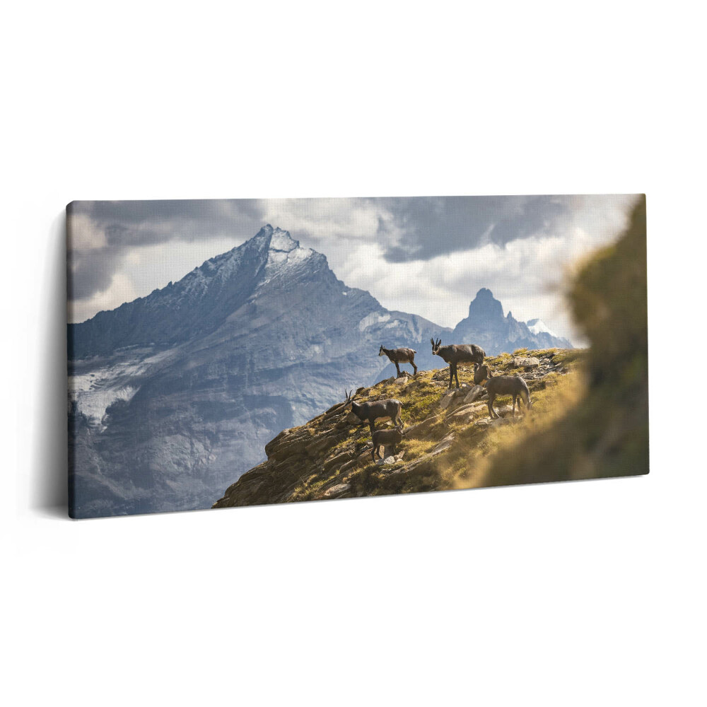 Print pe pânză 140x70 Caprele și Valea Aosta din Italia