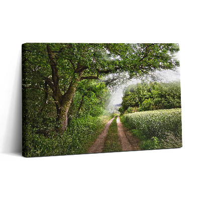 Tablou canvas 30x20 Căi printre copaci și raze de soare