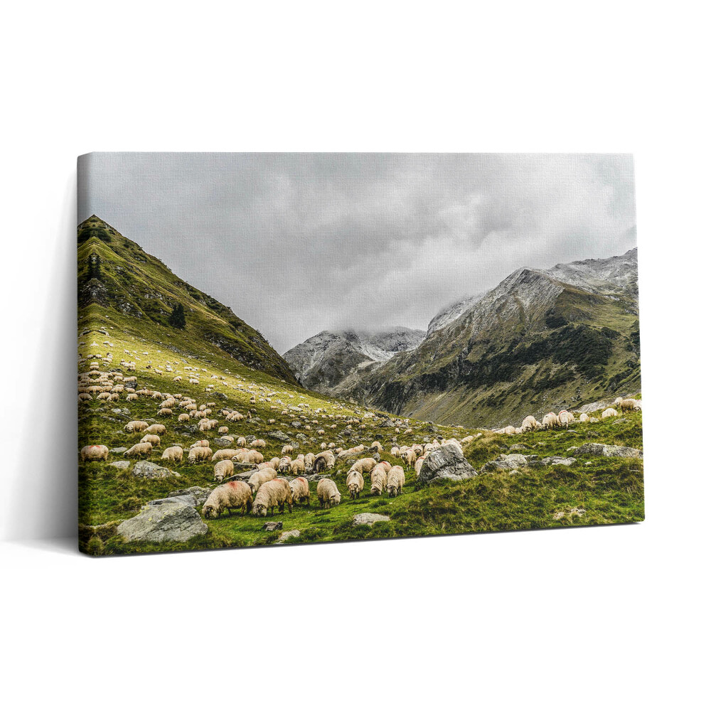 Tablou canvas 30x20 Oi într-o pajiște de munte