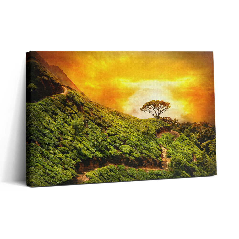 Tablou canvas 30x20 Dealul Ceaiului