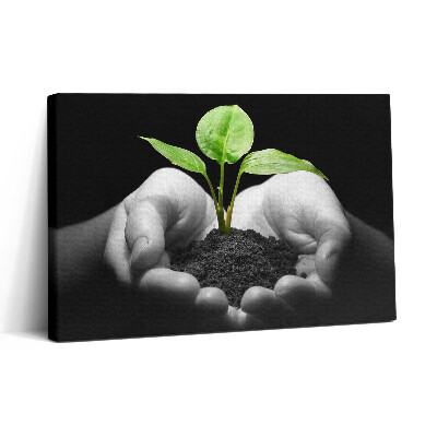Tablou canvas 30x20 Plantă în mâini