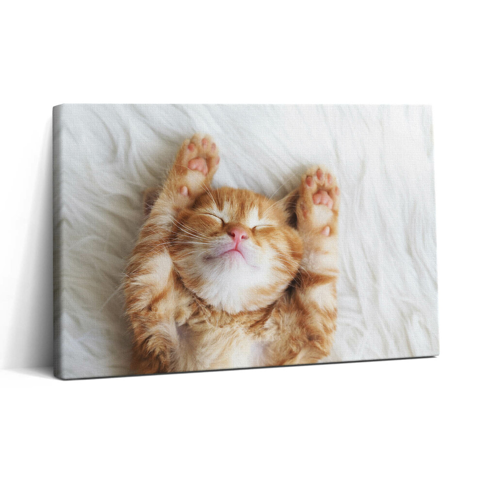 Tablou canvas 30x20 Pisicuță adormită