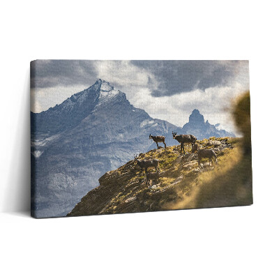 Tablou canvas 30x20 Caprele și Valea Aosta din Italia