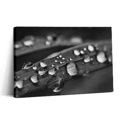 Tablou canvas 30x20 Frunză de trandafir alb-negru