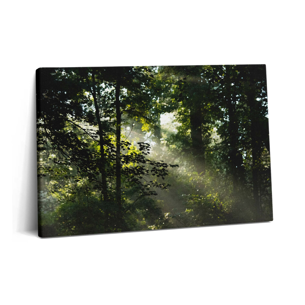 Tablou pe pânză 60x40 Razele soarelui și copacii