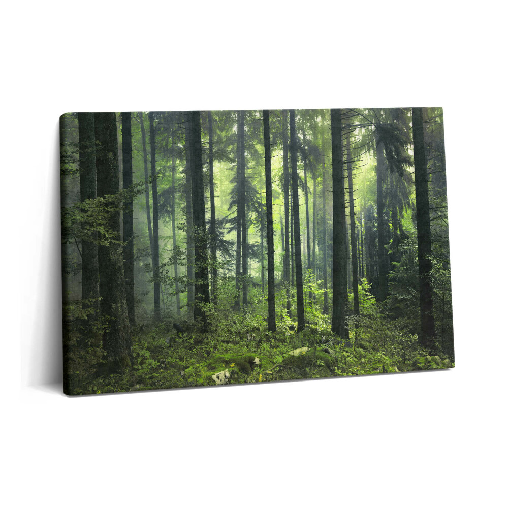 Tablou pe pânză 60x40 Peisaj de copaci și vegetație forestieră