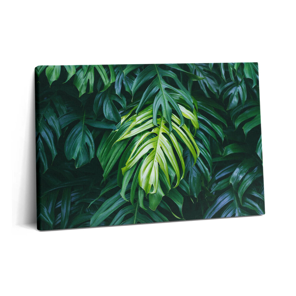 Tablou pe pânză 60x40 Natură tropicală - frunze de monstera