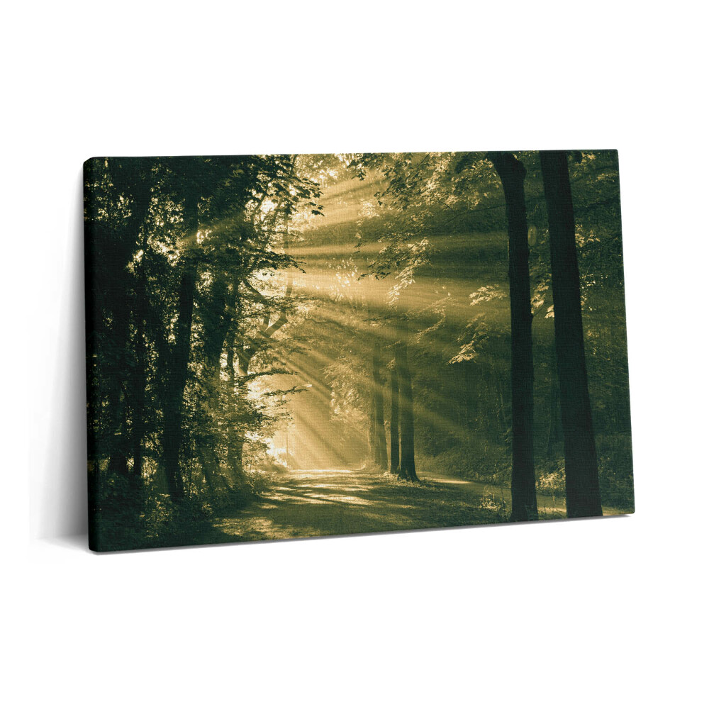 Tablou pe pânză 60x40 Razele soarelui în pădure
