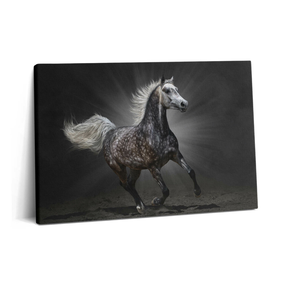 Tablou pe pânză 60x40 Calul galopant