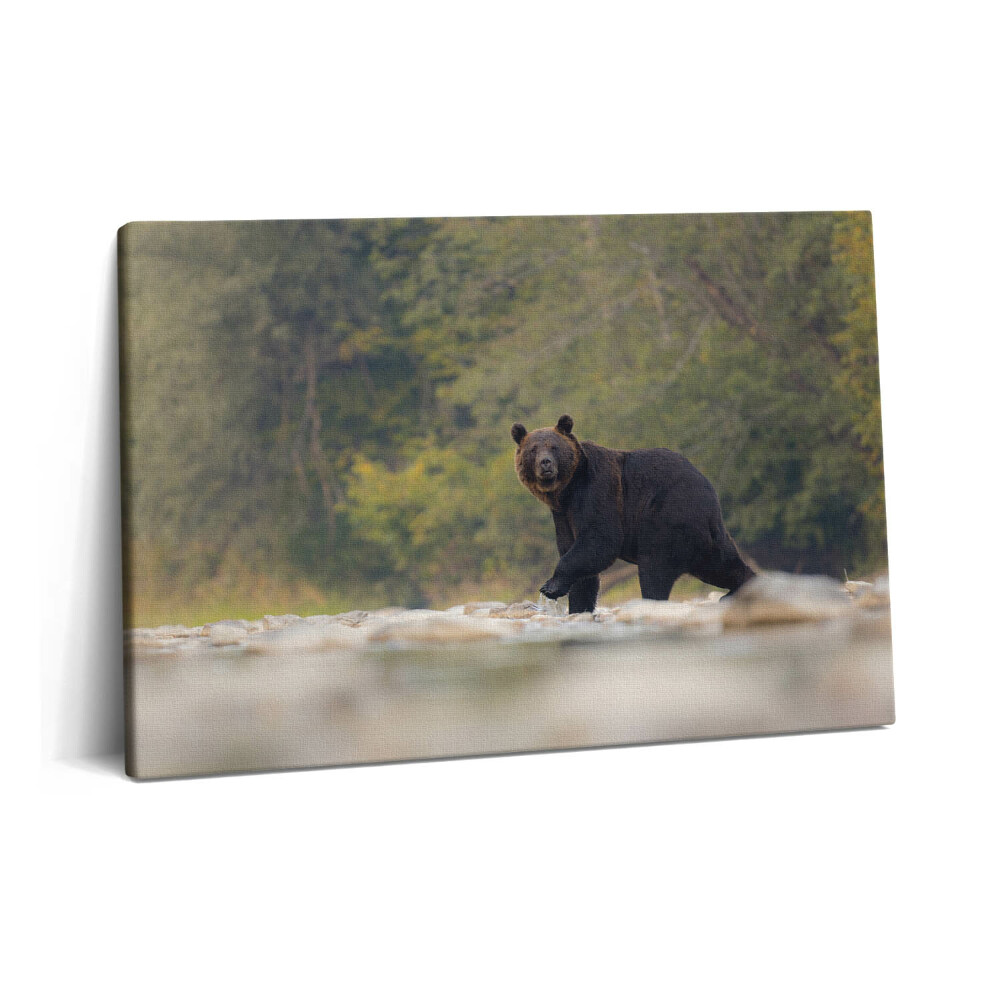 Tablou pe pânză 60x40 Urs în Munții Bieszczady