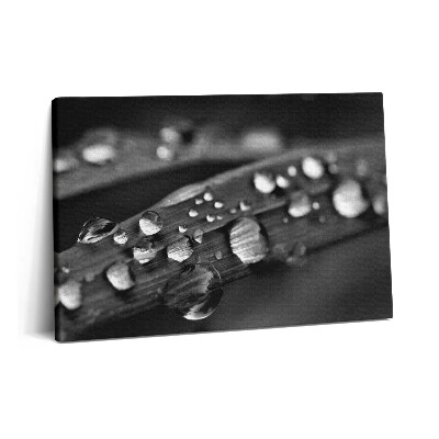 Tablou pe pânză 60x40 Frunză de trandafir alb-negru