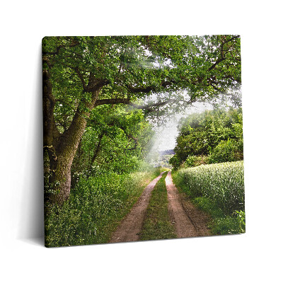 Tablou pe pânză canvas 60x60 Căi printre copaci și raze de soare