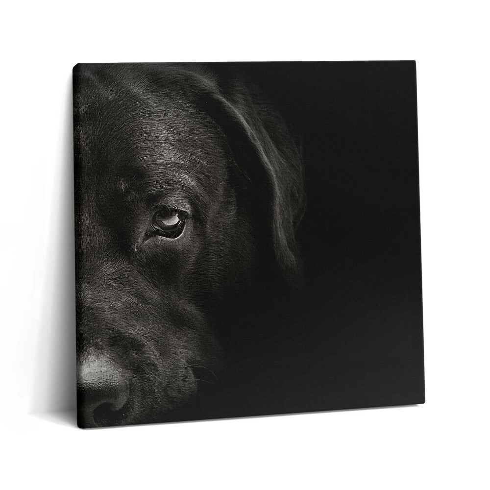 Tablou pe pânză canvas 60x60 Câine labrador
