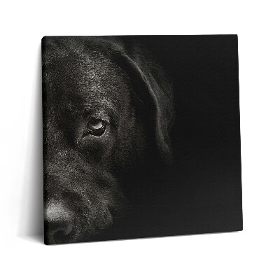 Tablou pe pânză canvas 60x60 Câine labrador