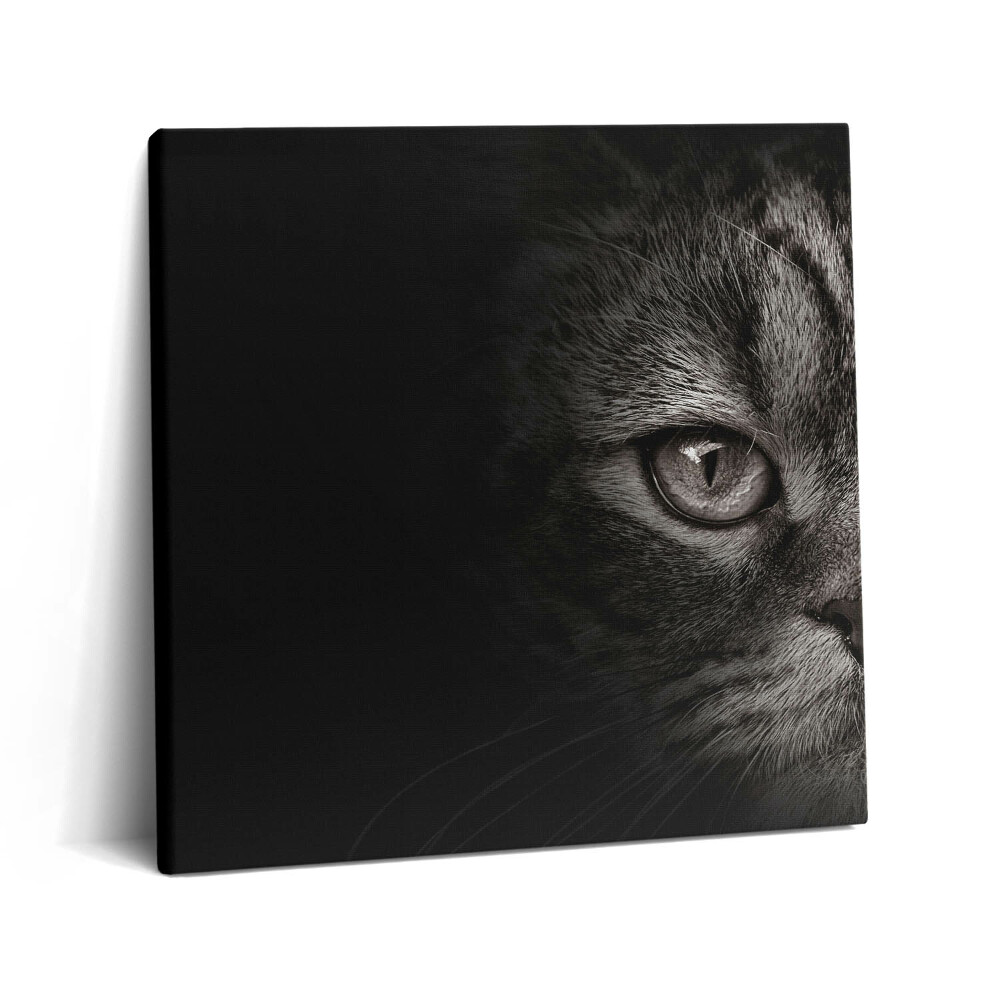 Tablou pe pânză canvas 60x60 pisică scoțiană