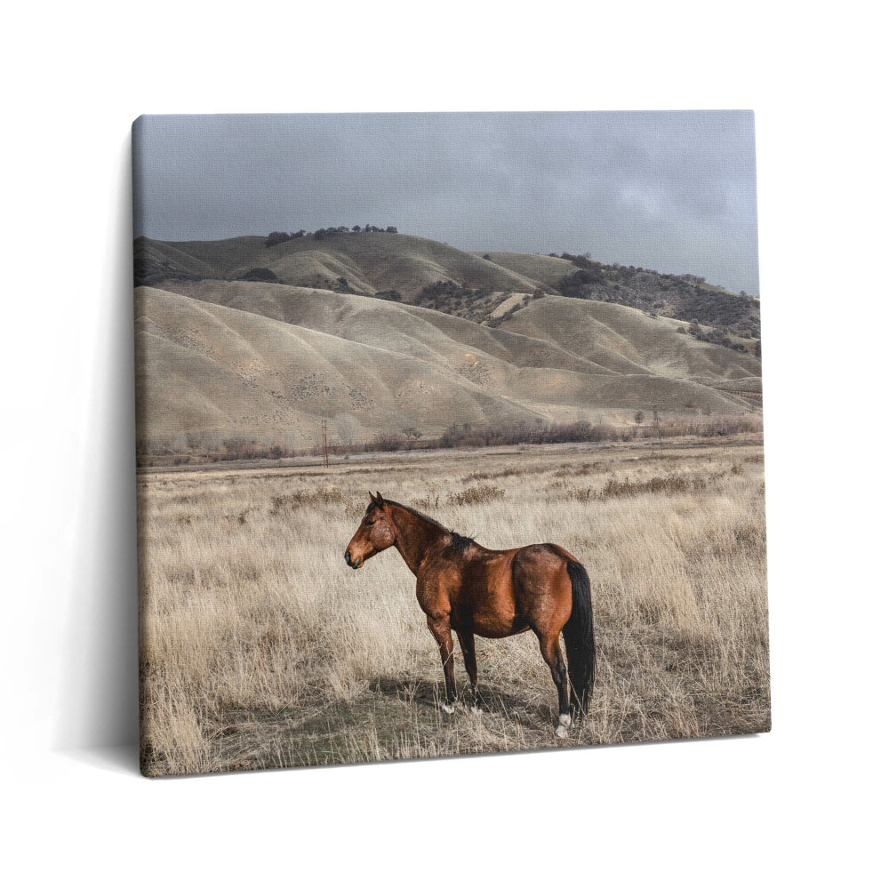 Tablou pe pânză canvas 60x60 Armăsar în iarbă