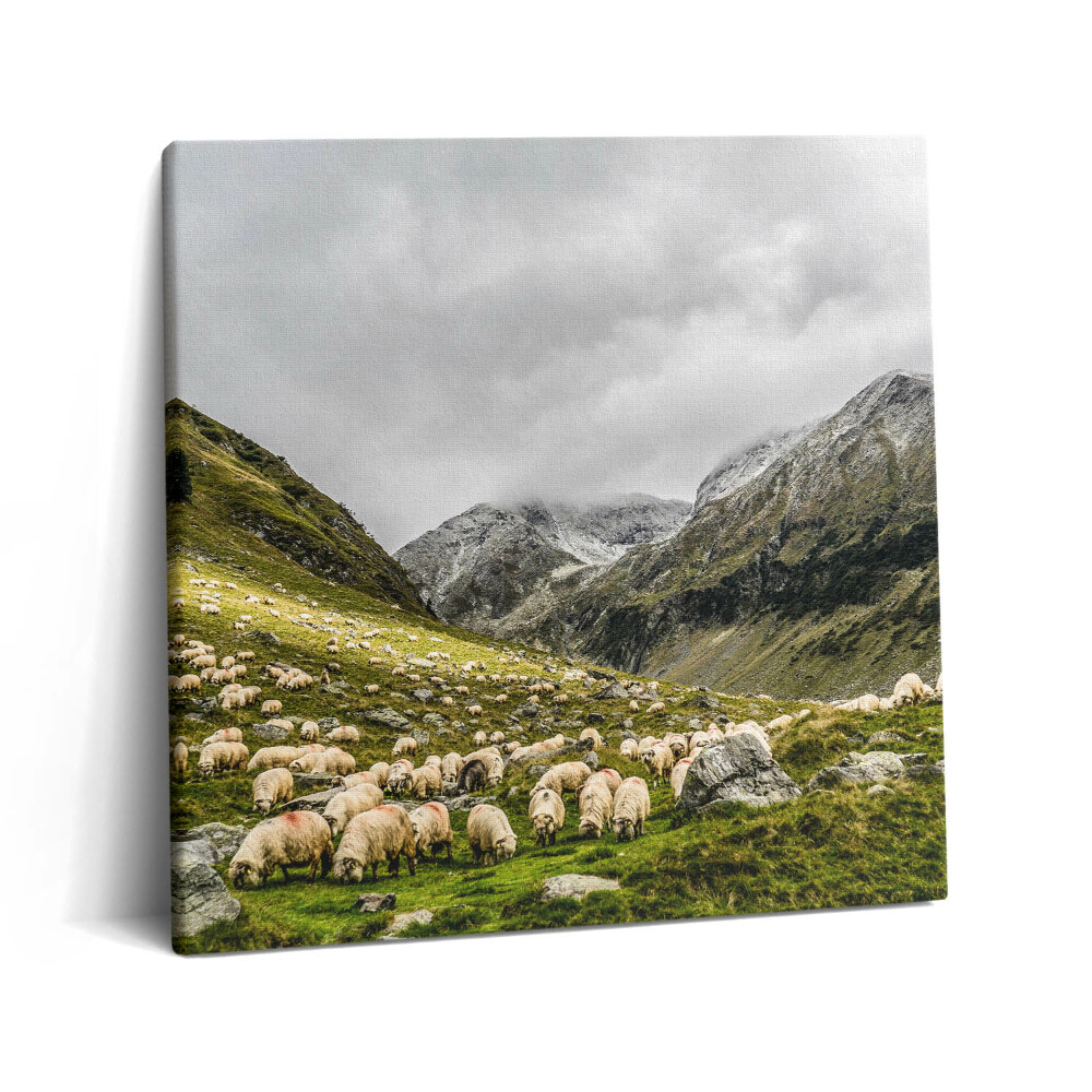 Tablou pe pânză canvas 60x60 Oi într-o pajiște de munte
