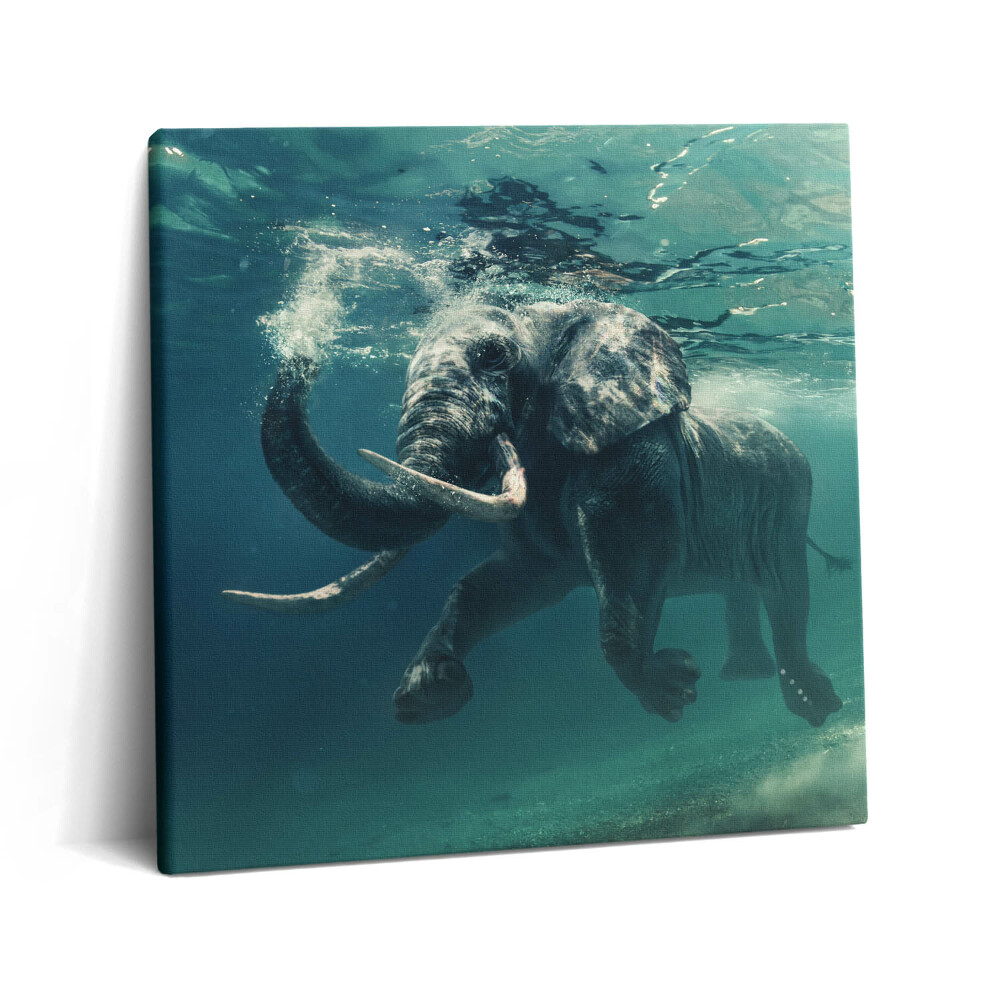 Tablou pe pânză canvas 60x60 Elefant african în apă