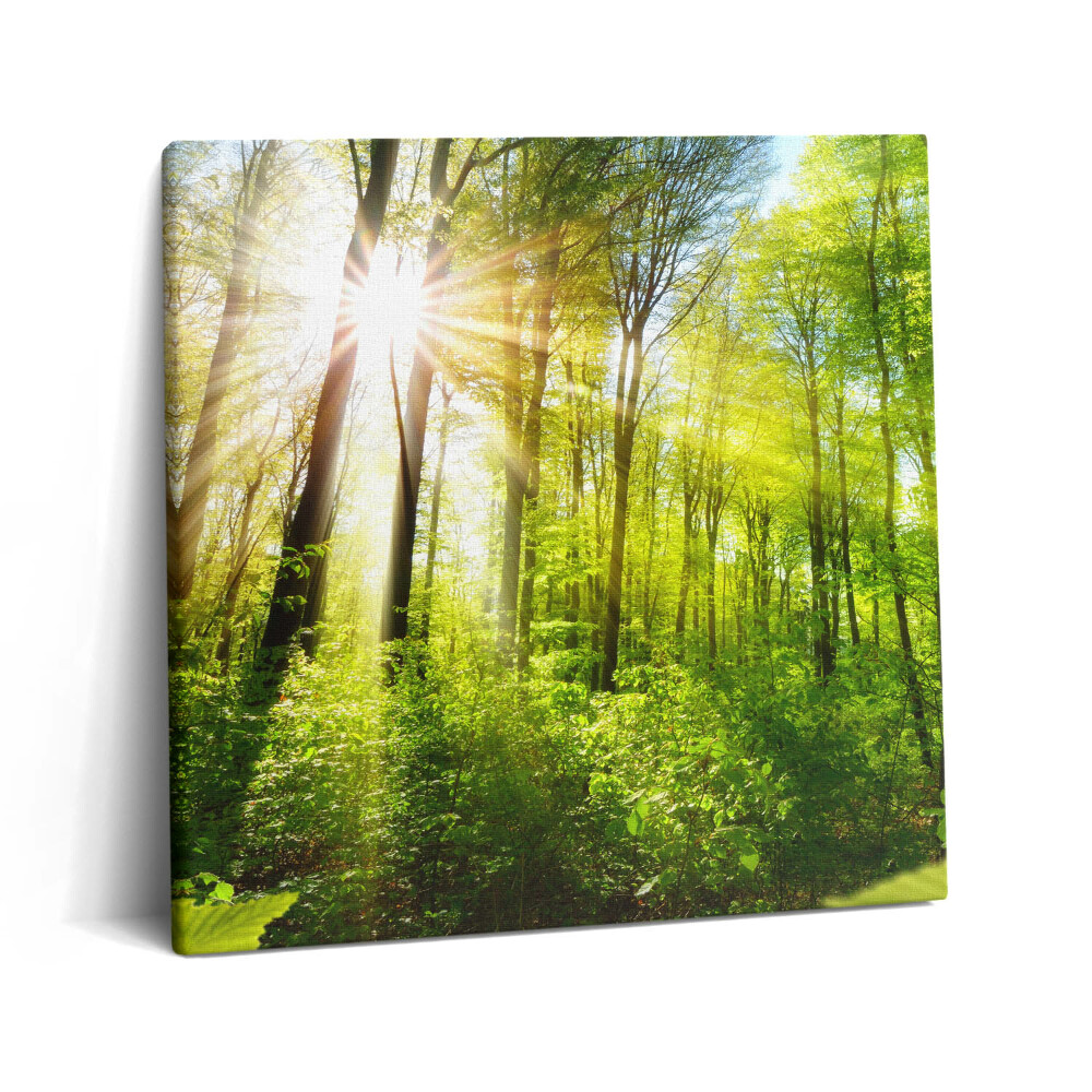 Tablou pe pânză canvas 60x60 Razele soarelui în pădure