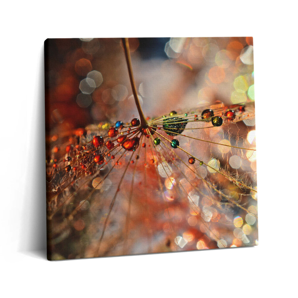 Tablou pe pânză canvas 60x60 Păpădie și rouă