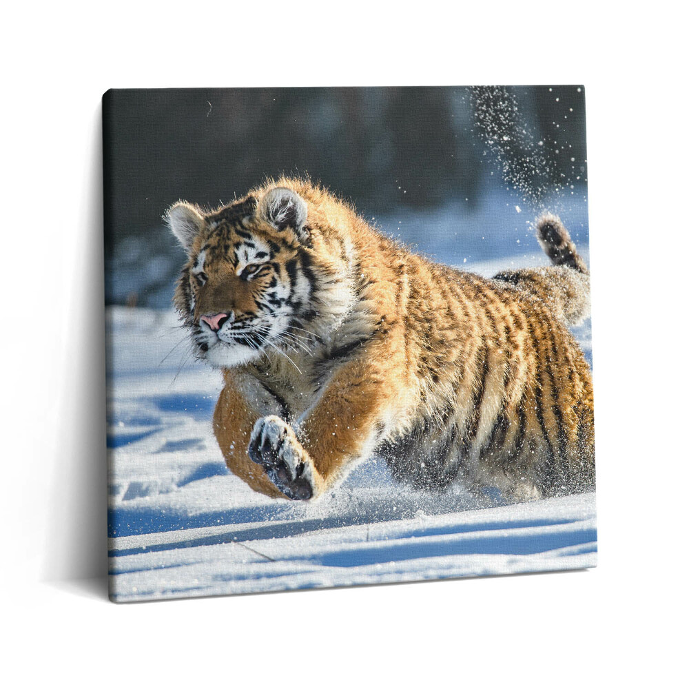 Tablou pe pânză canvas 60x60 Tigru pufos în zăpadă