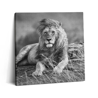 Tablou pe pânză canvas 60x60 Leul animal maiestuos