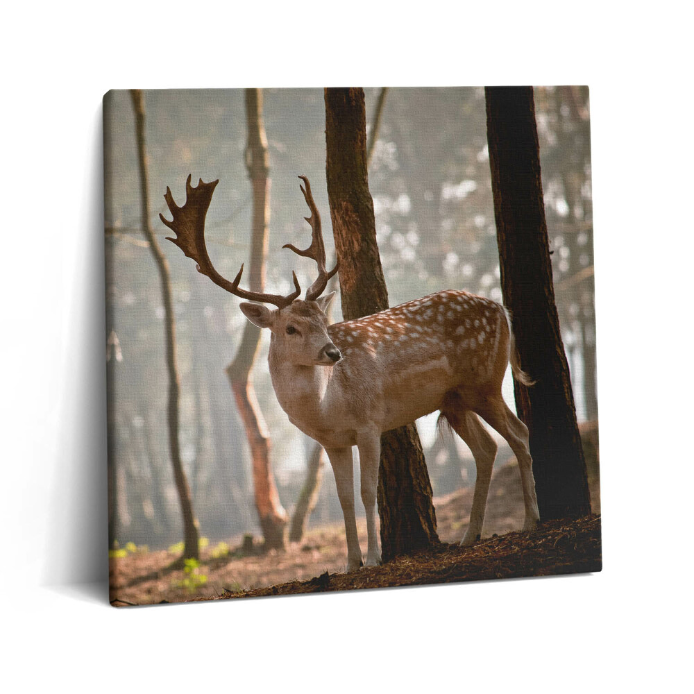 Tablou pe pânză canvas 60x60 Cerbi în strălucirea soarelui care răsare