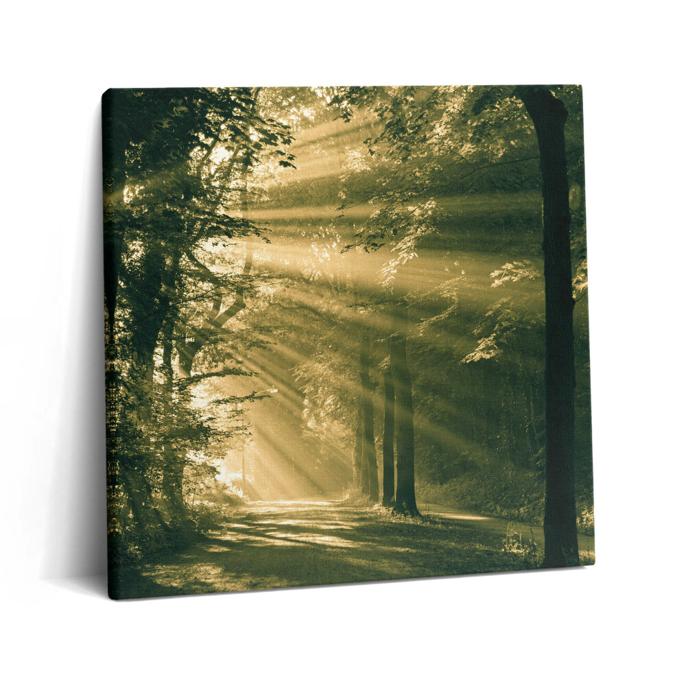 Tablou pe pânză canvas 60x60 Razele soarelui în pădure