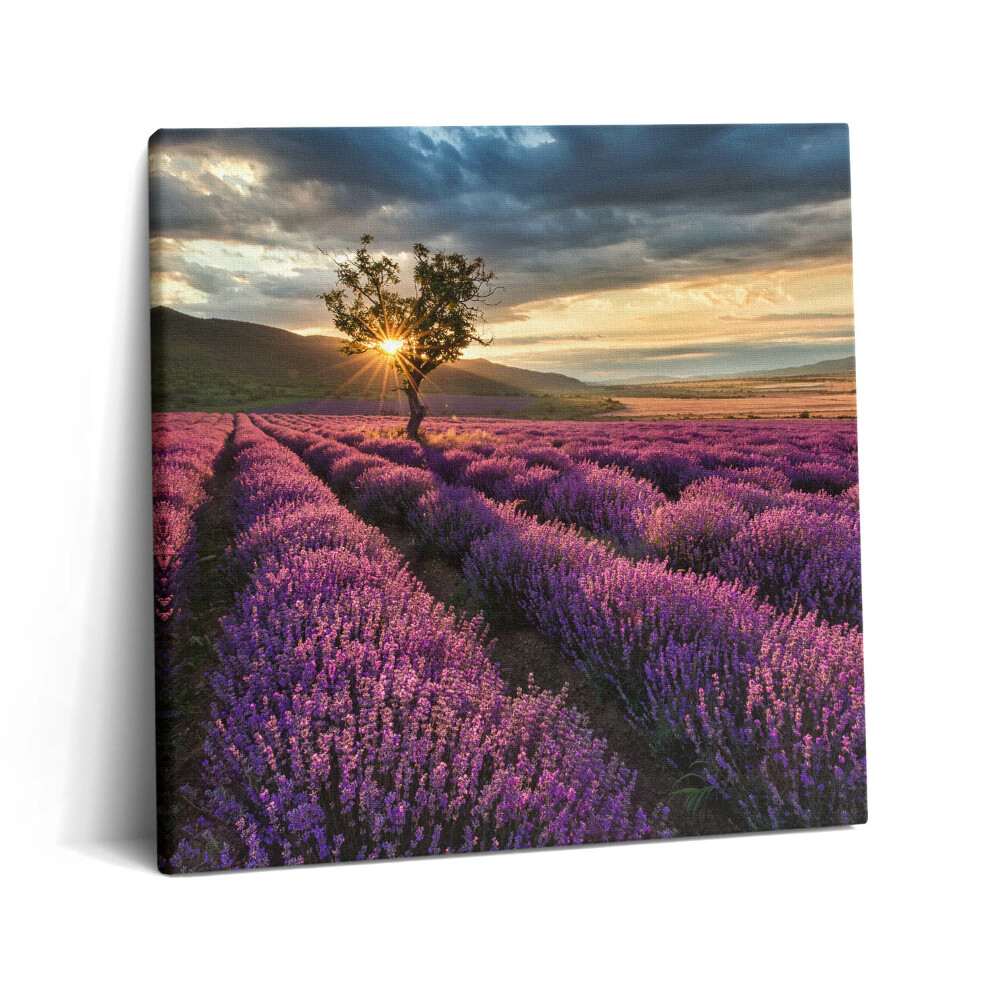 Tablou pe pânză canvas 60x60 Peisaj de câmp de lavandă
